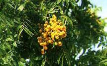 Waschnuss Baum | Sapindus mukorossi